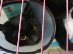 -宠颐生嘉德动物医院