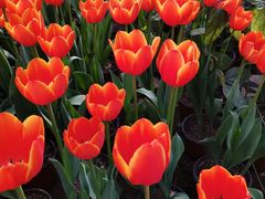 -南宫五洲植物乐园