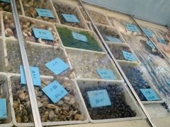 android_upload_pic-胖大嫂渔家排档(半边山店)