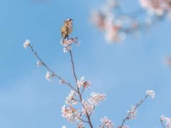 -顾村公园