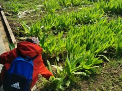 -万源龙顺度假庄园生态观光园