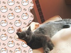 -Pets First伊珊娜洗护·精致美容·家庭式寄养(新会路店)