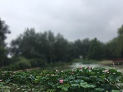 -白洋淀景区