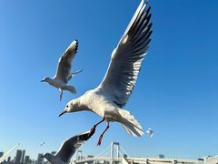 -台场海滨公园船码头