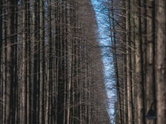 -东平国家森林公园