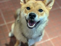 -柴犬高等学院·狗咖·柴犬售卖·宠物训练