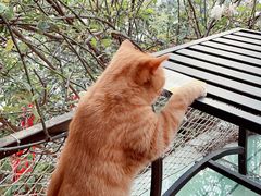 -喵屿·大理花园猫咖