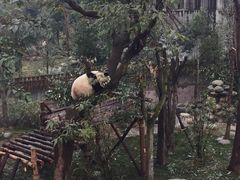 -成都大熊猫繁育研究基地