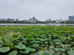 -莲花池公园