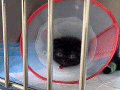 -佳怡动物医院·平价24小时·猫专科骨外科