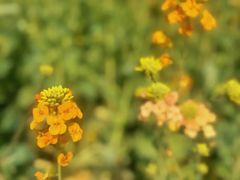 -中国天府农业博览园