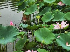 -莲花池公园
