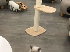 -猫冇咖·家门口的撸猫馆(大融城店)