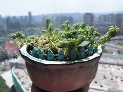 -锦时动物奶油蛋糕(茂业东方时代店)