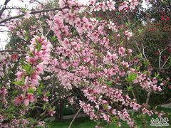 -上海市龙华烈士陵园