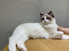 -藏猫猫咖啡主题馆(中央大道店)