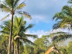 -海南热带野生动植物园