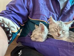 -楼上猫咖(罗湖店)