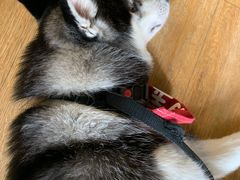 -Husky Go! 哈士奇体验馆·宠物咖啡厅狗咖