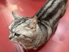 -和它·交个朋友·狗咖猫咖(爱琴海店)