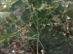 -上海昆虫博物馆