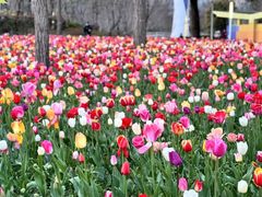 -大宁郁金香公园-停车场