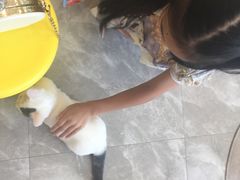 -猫力发电所·宠物专门店