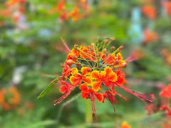 -荔枝公园(福田区)