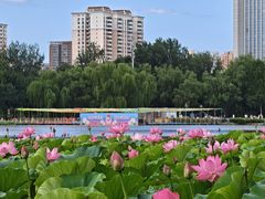 -莲花池公园