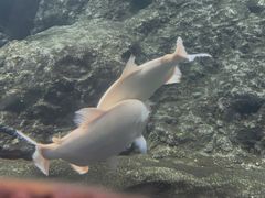 -南昌海洋公园