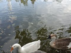 -团结湖公园
