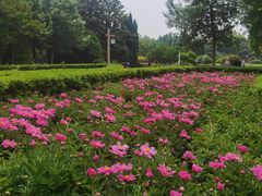 -洛阳市隋唐城遗址植物园