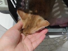 -关爱宠物医院·猫科中心·消化科(滨湖万达分院)