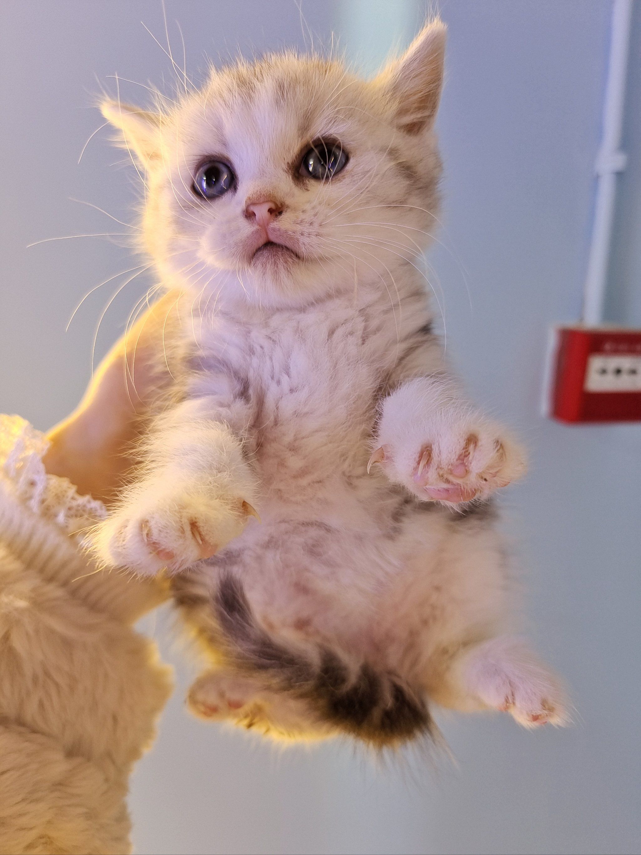 银渐层妈妈生啦,一窝崽崽小奶猫找领养