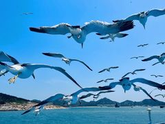 -海驴岛(荣成市)