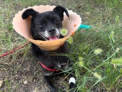 -伟伟宠物医院·CT影像中心·瑞派犬猫综合性门诊(汉口总院)