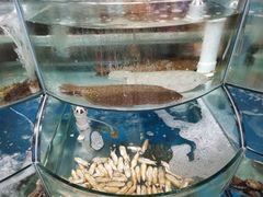 -东来菜馆•手抓海鲜家常菜•海鲜锅贴(鸽子窝店)