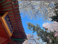 -桃花堤公园