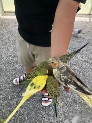 点击看大图 -萌宠亲子动物乐园(槐房万达店)