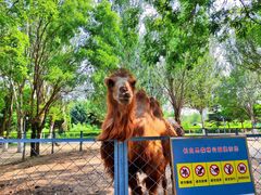 -长白岛森林公园