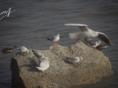 -深圳湾公园(南山区)