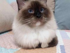 -Bastet sally猫舍购宠(静安店)