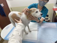 -美联众合动物医院·24h转诊中心