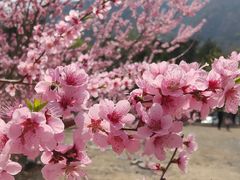 -北京鹫峰国家森林公园