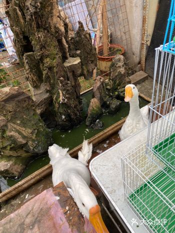 登发花鸟市场的鸟子看起来好心塞