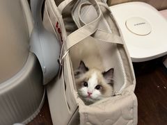 -欣宠猫屋·矮脚拿破仑·蓝金金渐层