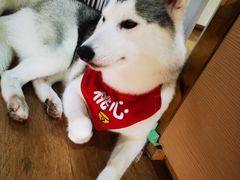 -Husky Go! 哈士奇体验馆·宠物咖啡厅狗咖