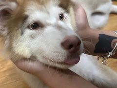 -御面斋精品面馆