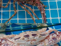 -三亚火车头万人海鲜广场