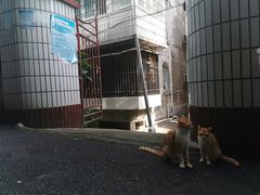 -鼓浪屿内厝澳码头(轮渡站)